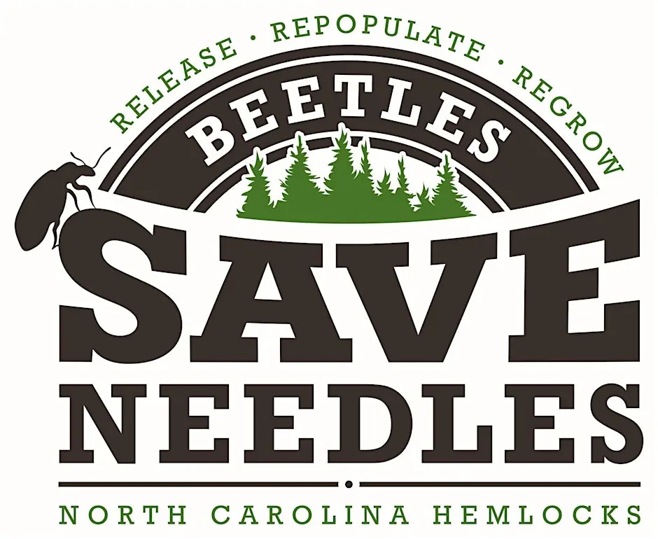 Beetles Save Needles