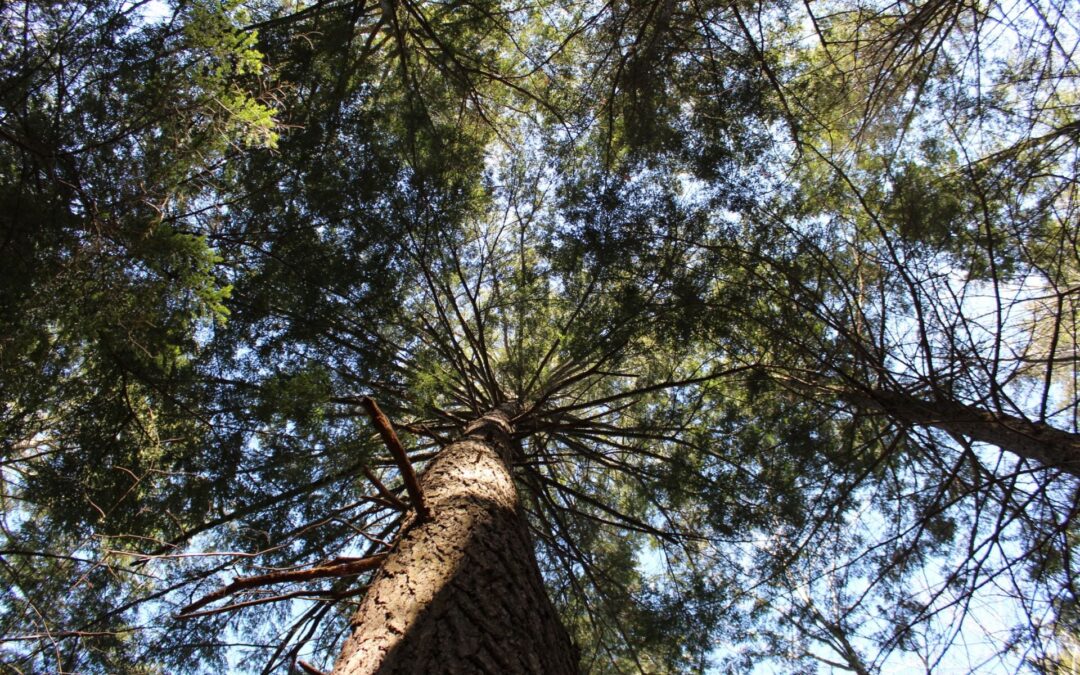 New York State Hemlock Initiative