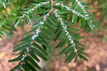 Harrisville, NH group brings in Beetle Brigade