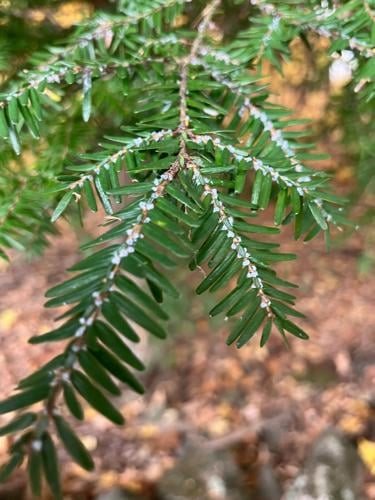 Harrisville, NH group brings in Beetle Brigade