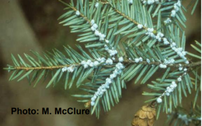 Successful Biocontrol of Adelges tsugae in Northwestern North Carolina using Laricobius nigrinus