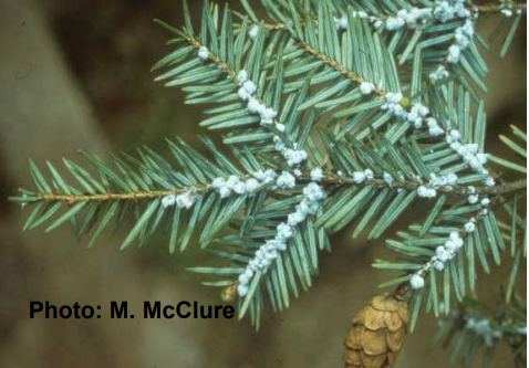 Successful Biocontrol of Adelges tsugae in Northwestern North Carolina using Laricobius nigrinus