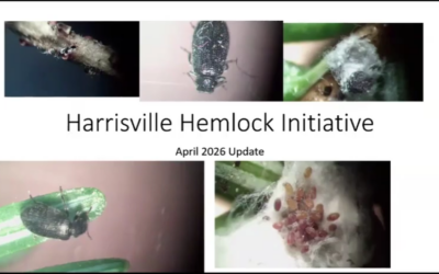 Protecting Our Hemlocks: The Harrisville Hemlock Initiative