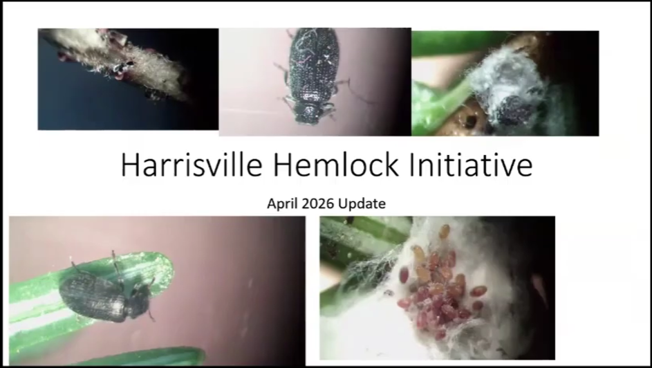 Protecting Our Hemlocks: The Harrisville Hemlock Initiative