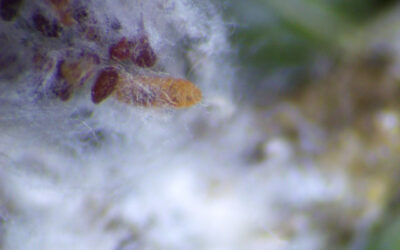 NHLN Predation Study
