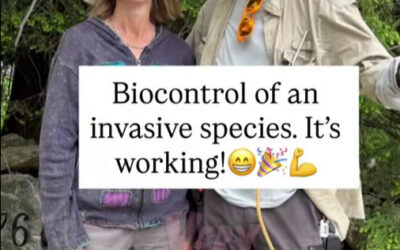 Biocontrol of an Invasive Species. It’s Working!
