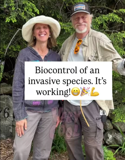 Biocontrol of an Invasive Species. It’s Working!